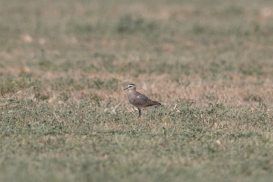 Sociable Lapwing Sociable Lapwing