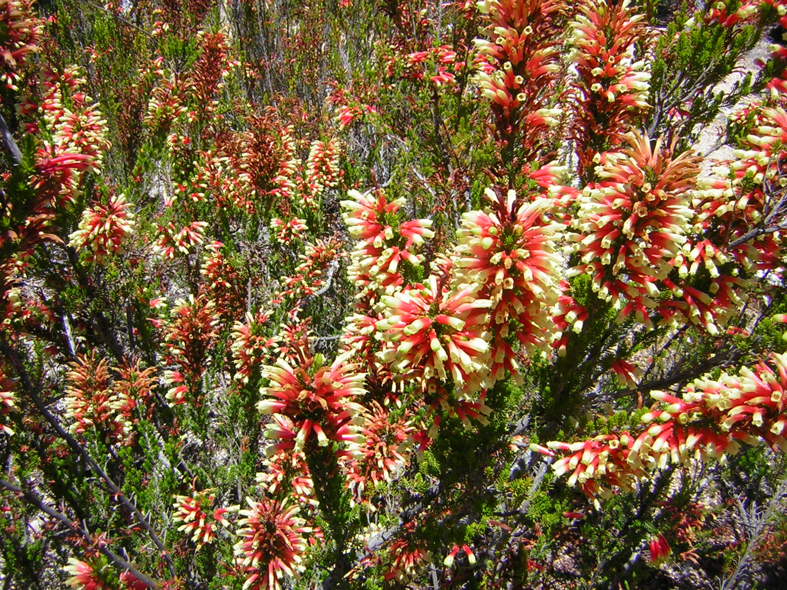 <em>Terra Garden</em> Arboretum plants and sculpture