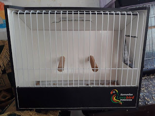 ukuran box beauty contest bc lovebird ukuran box beauty contest bc lovebird