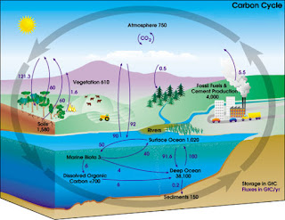 Daur Nitrogen, Daur Fosfor, Daur Karbon, dan Daur Sulfur Daur Nitrogen, Daur Fosfor, Daur Karbon, dan Daur Sulfur
