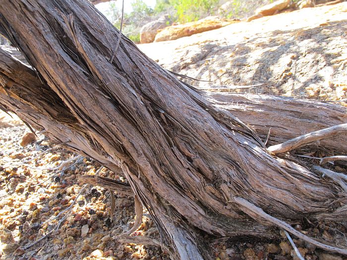 Esperance Wildflowers: Leptospermum sericeum - Silver Tea Tree