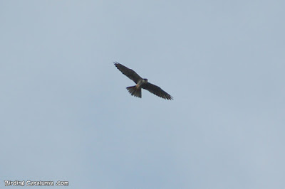 Falcó mostatxut (Falco subbuteo)