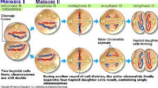 tabel perbedaan pembelahan mitosis dan meiosis,pengertian pembelahan mitosis dan meiosis,perbedaan pembelahan mitosis dan meiosis pada tumbuhan,perbedaan spermatogenesis dan oogenesis,