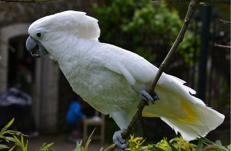Most Beautiful Top 10 Smartest Talking Birds In The World
