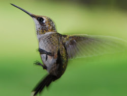 hummingbird geographic national birds flying feeder bird humming hummingbirds wings outside window bedroom records backwards stones flowers flight credits