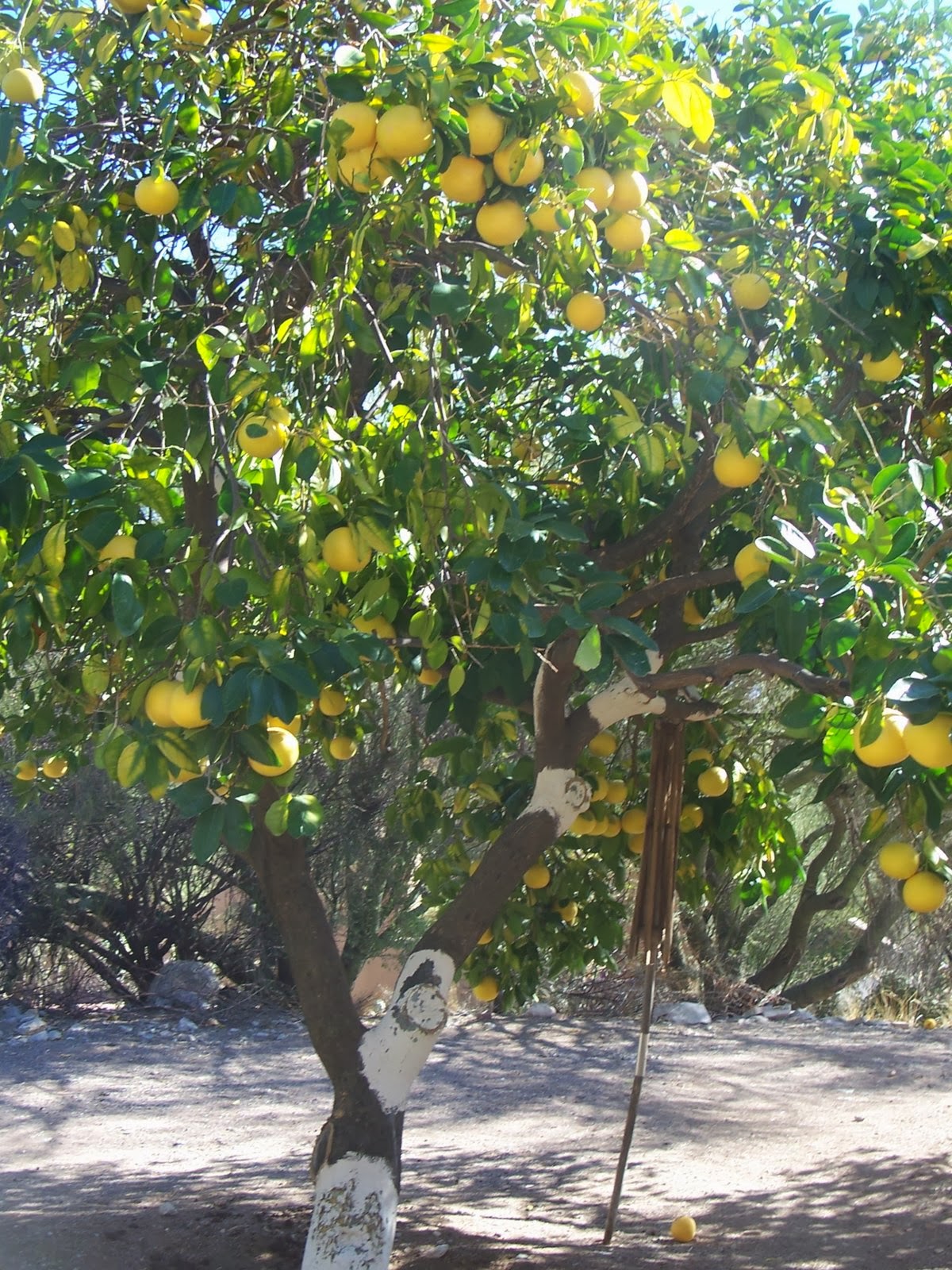 Two Little Square Black Dogs parley view parsnip, citrus trees, frozen