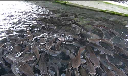 085857798518 jual bibit ikan lele surabaya jual bibit 085857798518 jual bibit ikan lele surabaya jual bibit