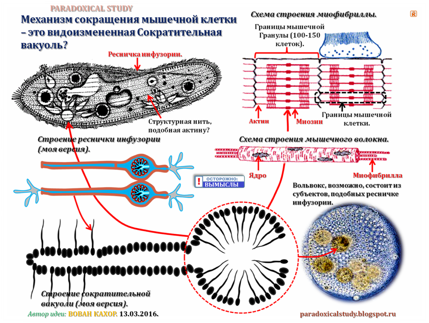 Мускульные клетки функции. Границы клетки. функциональная единица сократительного аппарата мышечной клетки это. одиночные клетки. уровни организации организма с мышечной клетки.