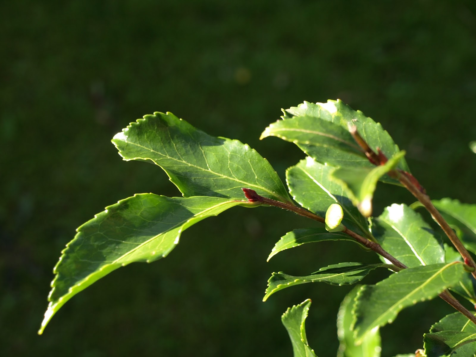 Trädgård i torslanda: egna inköp i den femstjärniga plantskolan