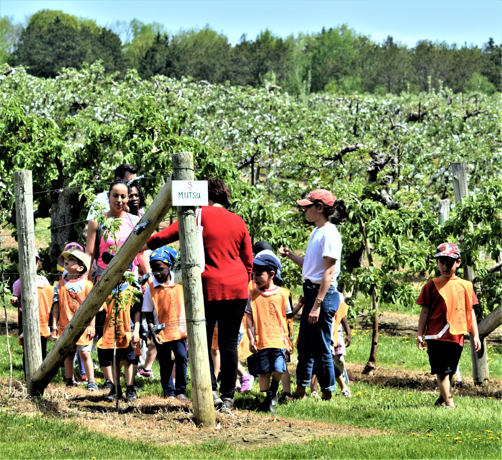 Camera on King & Aurora Pine Farms Orchard begins a new season...