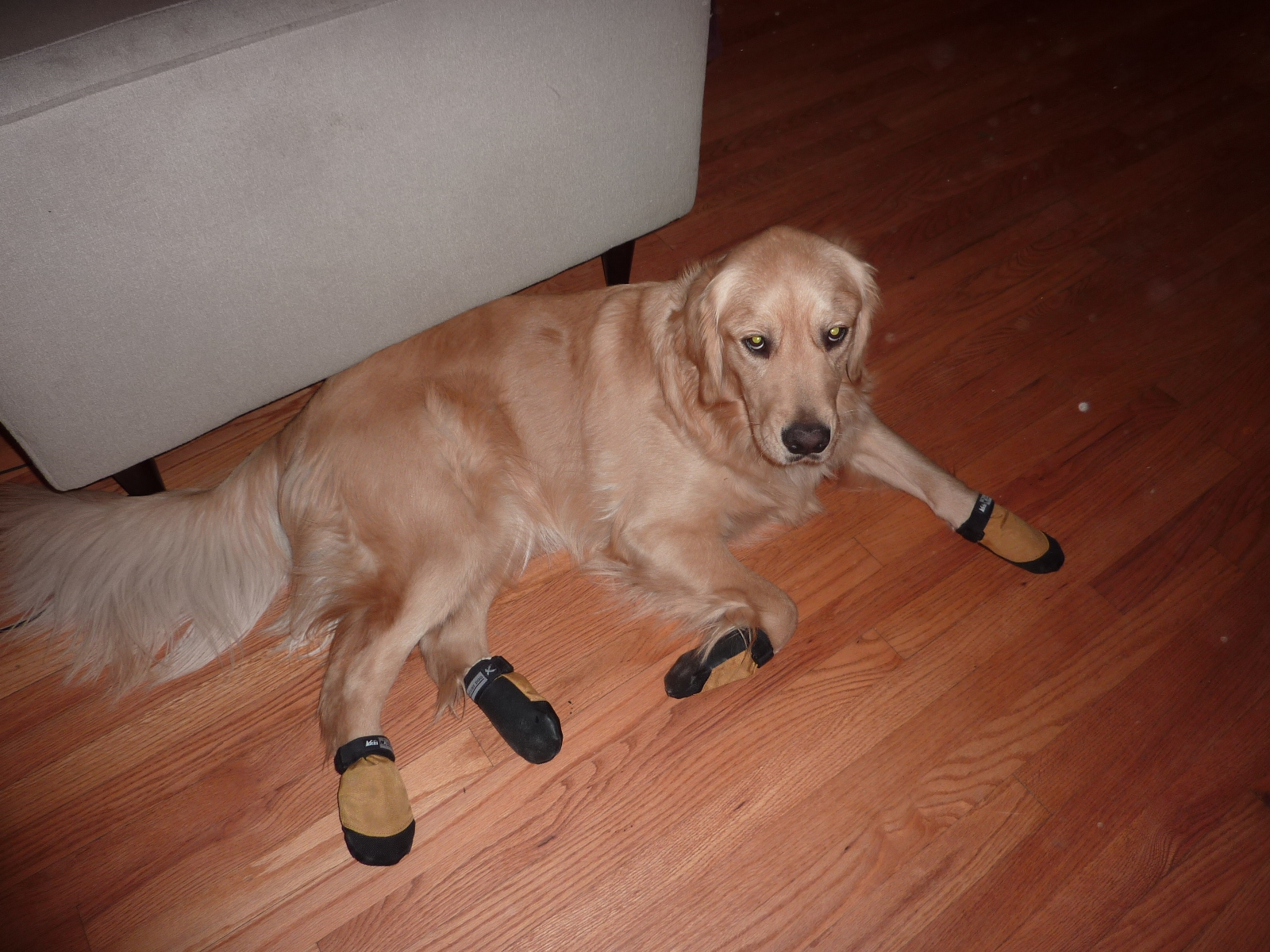 golden retriever sneakers