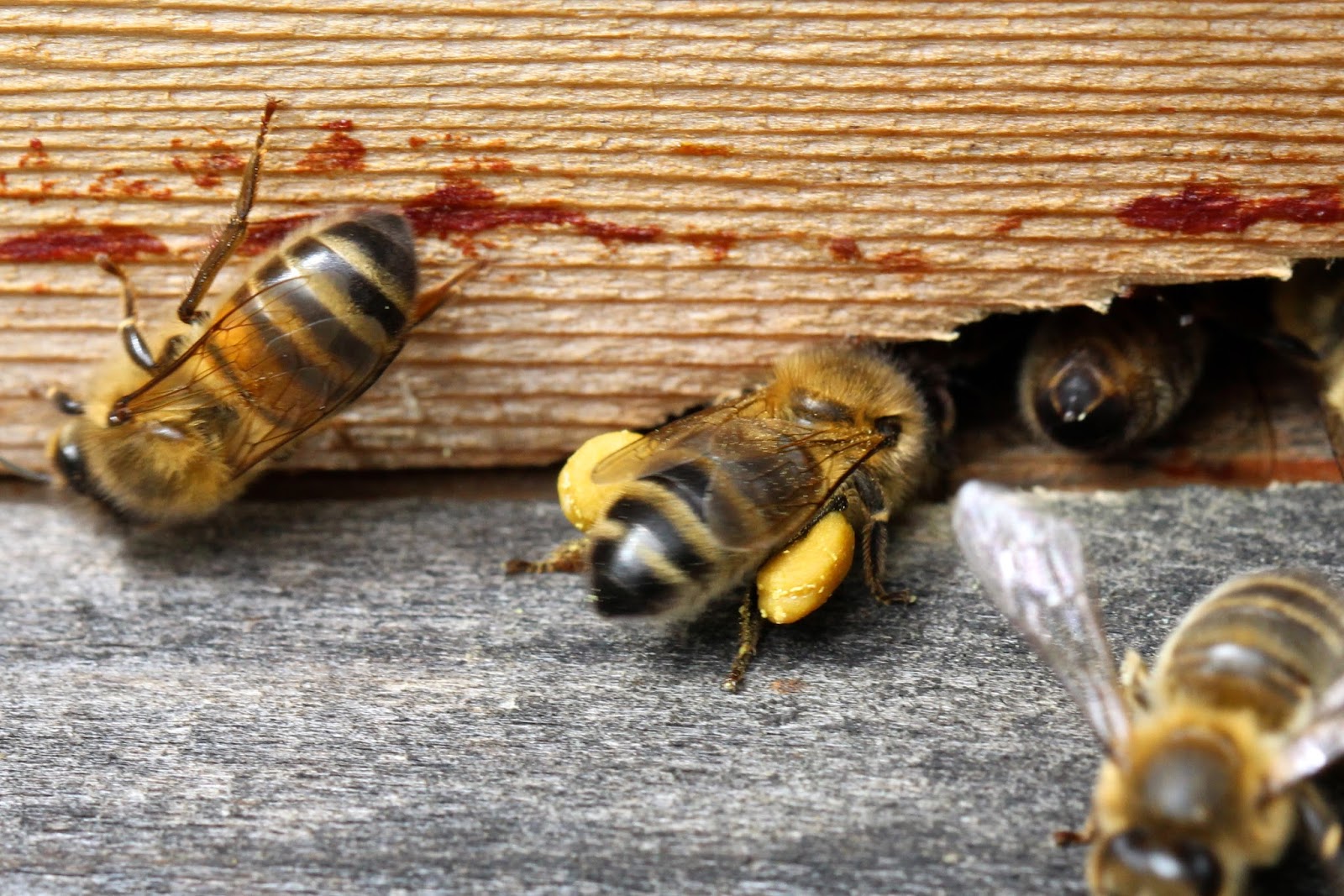 TrogTrogBee Summer pollen colours