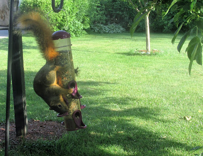 Squirrel getting all he can eat-Vickie's Kitchen and Garden