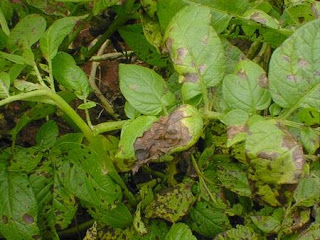 "Cultivo de la Papa, patata-4"