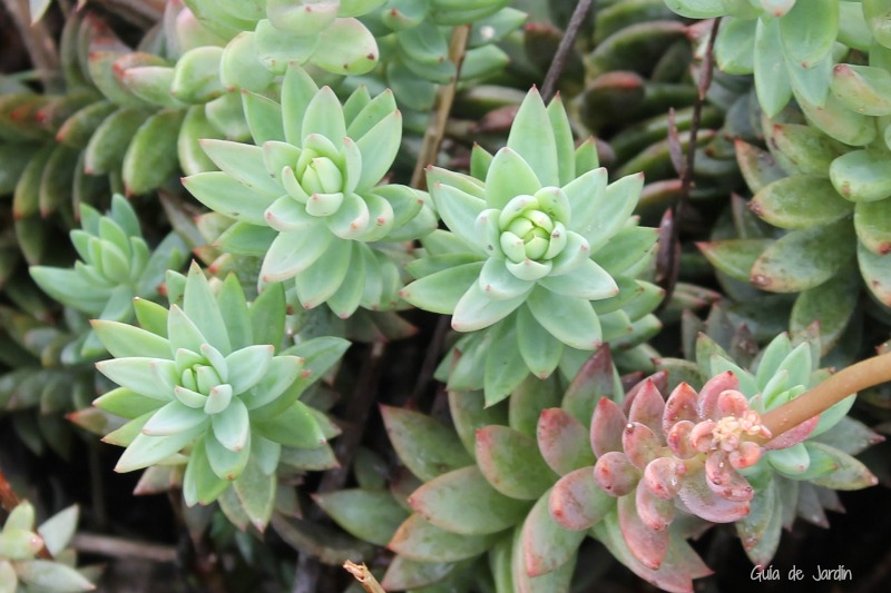 Sedum sediforme, silvestre Sedum sediforme, silvestre
