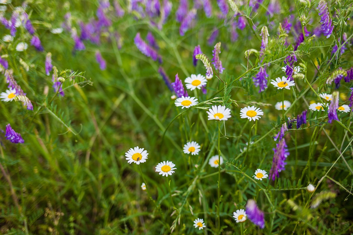 IMAGE: https://4.bp.blogspot.com/-XLofW2SeiAc/V3U4QW5KX5I/AAAAAAAATG0/U_s53m1i2WAYsjJ9Cf1809D2d2VokeufACLcB/s1600/27719752740_962116fa51_k.jpg