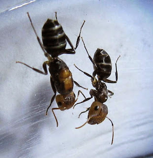 Gyne and major worker of Camponotus bedoti