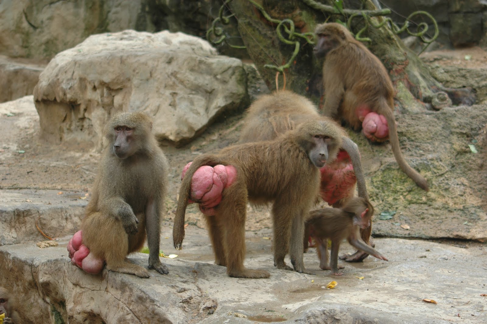 World Animals: Baboons (A troop)