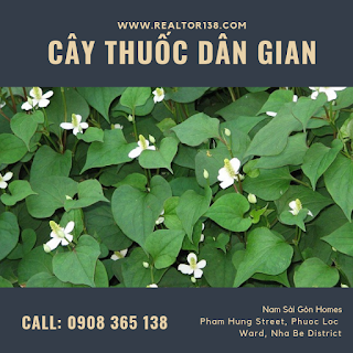công dụng của rau diếp cá
