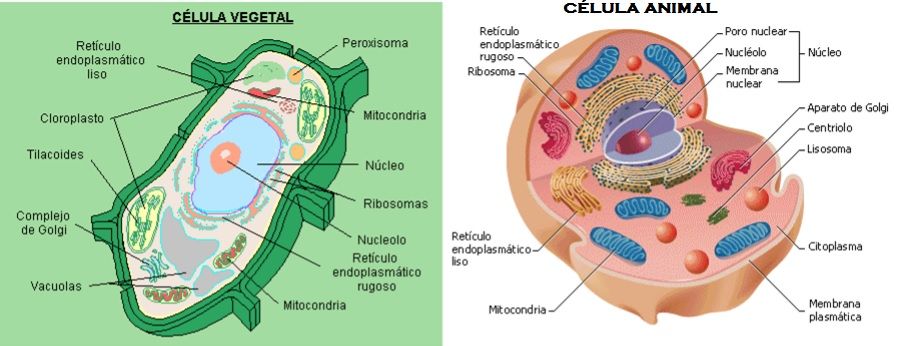 Celula animal y vegetal