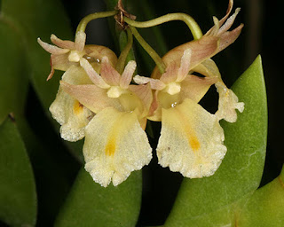 Lan Hoàng thảo móng rồng - Dendrobium nathanielis Rchb.f.