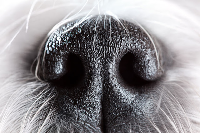 Dogs have excellent noses, like this one belonging to a Shih Tzu dog. Researchers tested the effects of scent enrichment on shelter dogs and found  it reduced signs of stress.