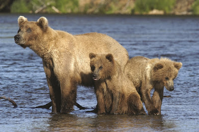 La fauna de Alaska, viajes y turismo