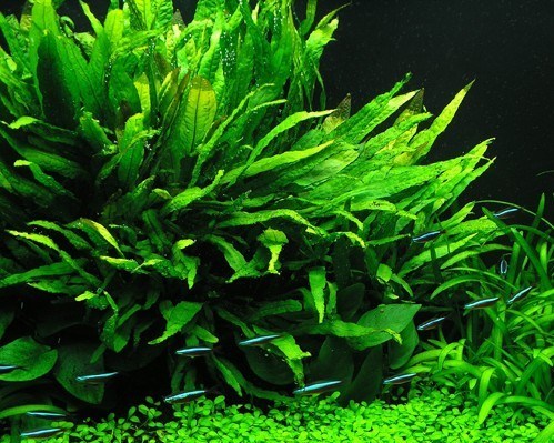 Mengenal Java Fern ~ Aquascape Batang