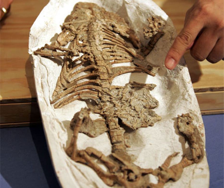 where was the first dinosaur fossil found