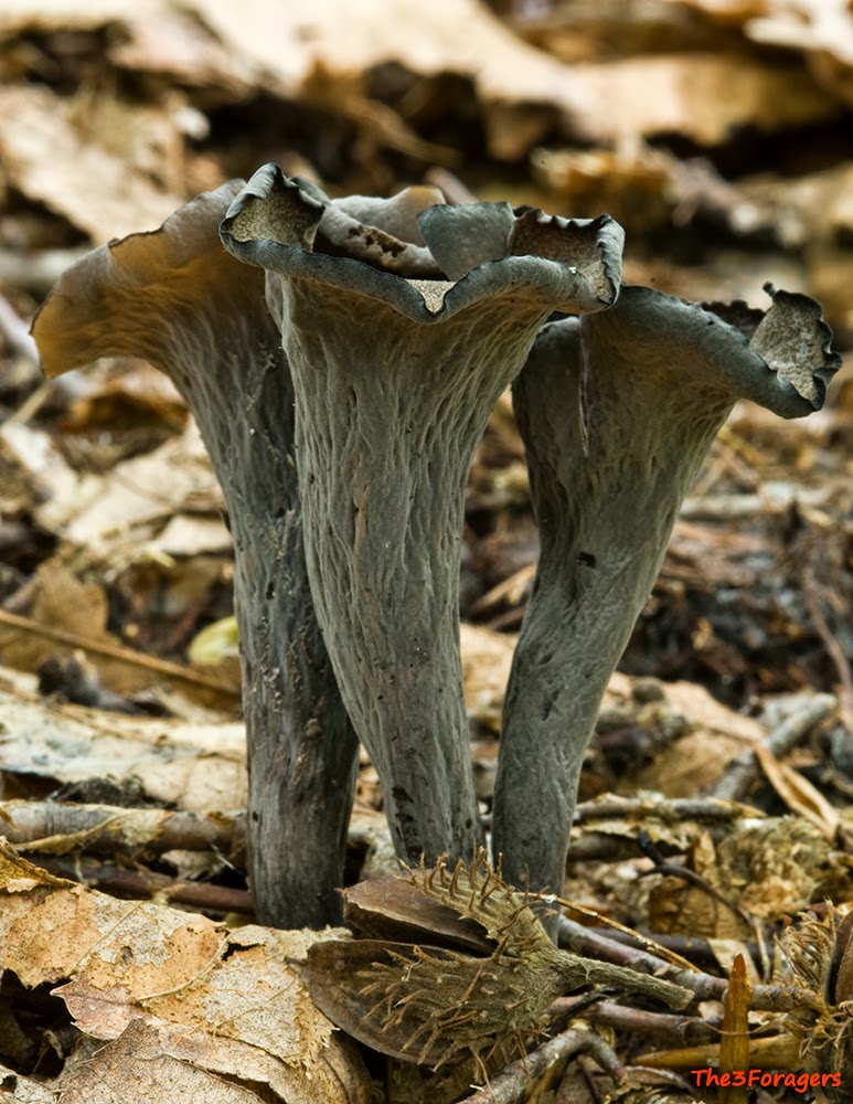 The 3 Foragers Foraging for Wild, Natural, Organic Food Black Trumpet