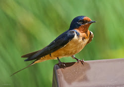 barn swallow male feather marsh stories tailed bird structures