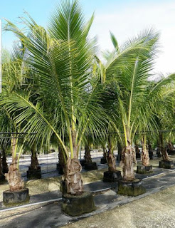 Tropical Coconut Palm