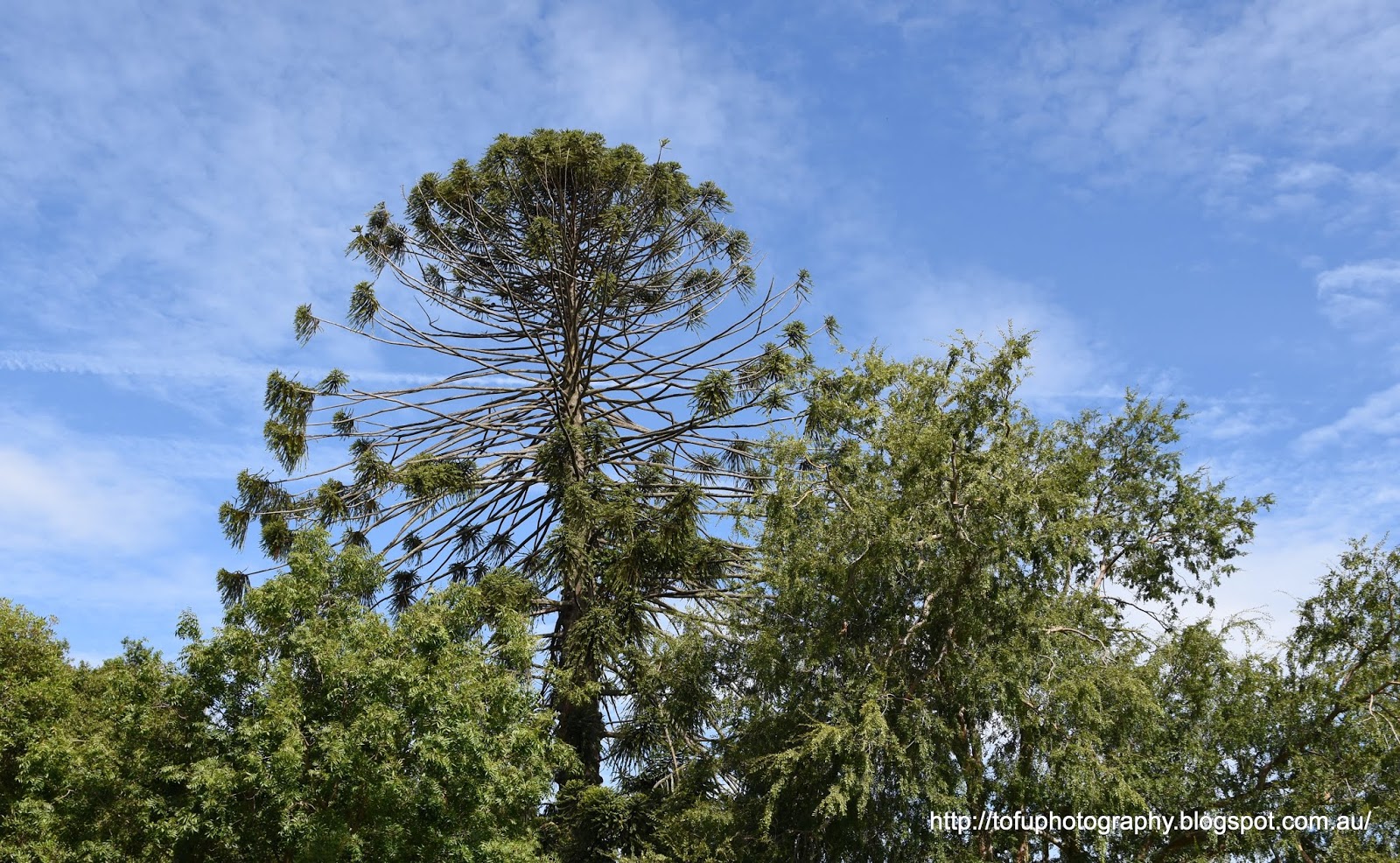 Tofu Photography A giant Bunya Pine tree from Queensland in the