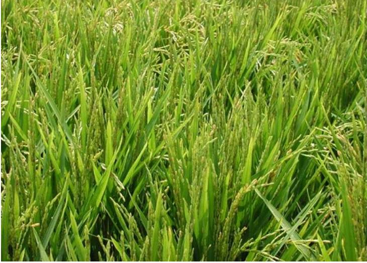 Arkansas Rice Make Me Hungry