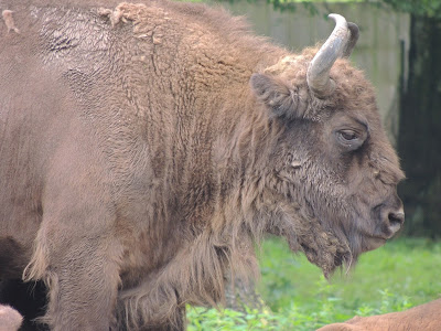 Puszcza Białowieska