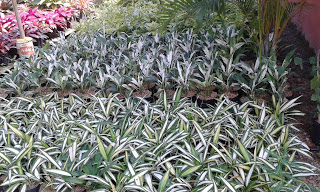 TUKANG TAMAN CIMANGGU,JASA PEMBUAT TAMAN RUMAH TUKANG TAMAN CIMANGGU,JASA PEMBUAT TAMAN RUMAH