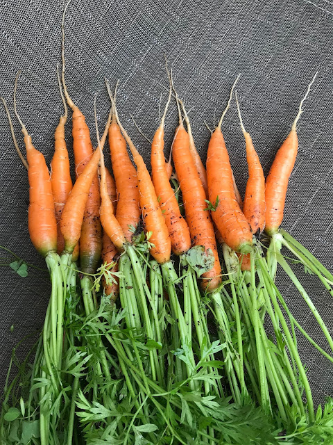 Home Grown Carrots