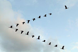 Sharing Planet With Animals: Why do migrating birds fly in V Shape?