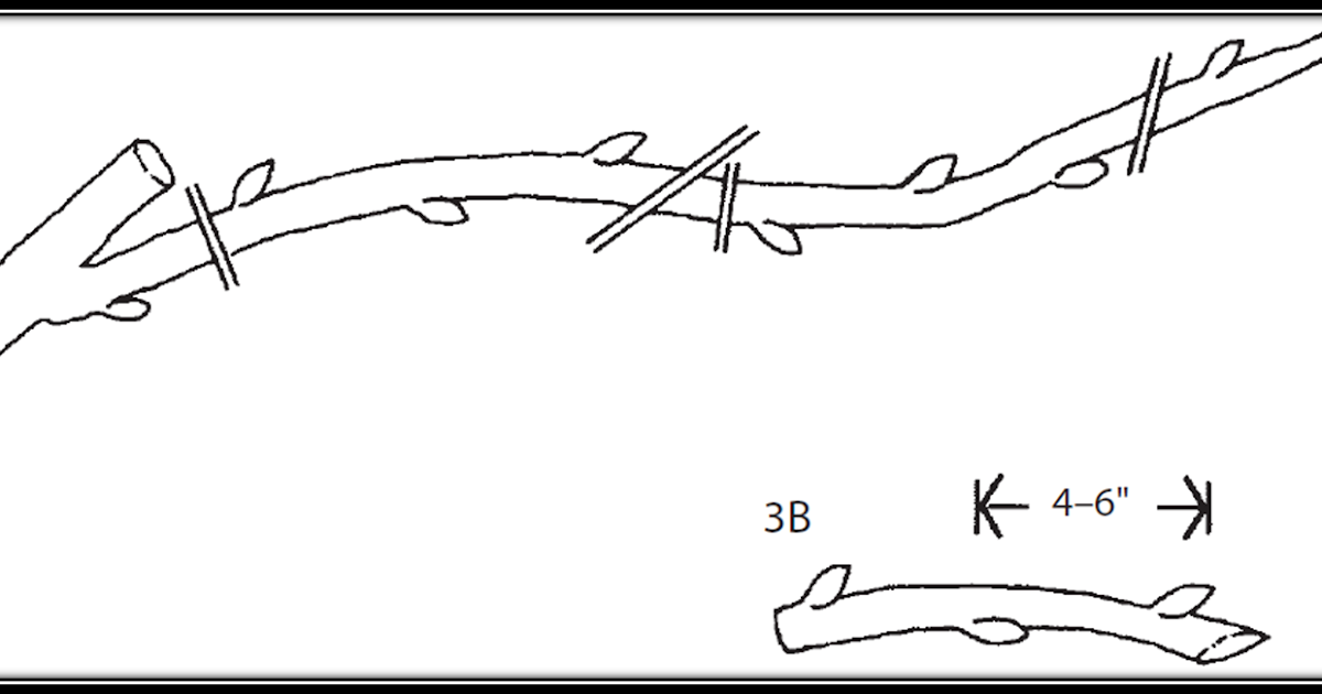 Growing Table Grapes