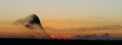 murmuration starling flying slope growing lower yesterday
