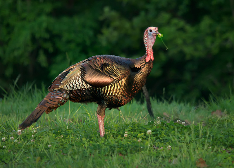 Ozark Grace Spring Turkeys