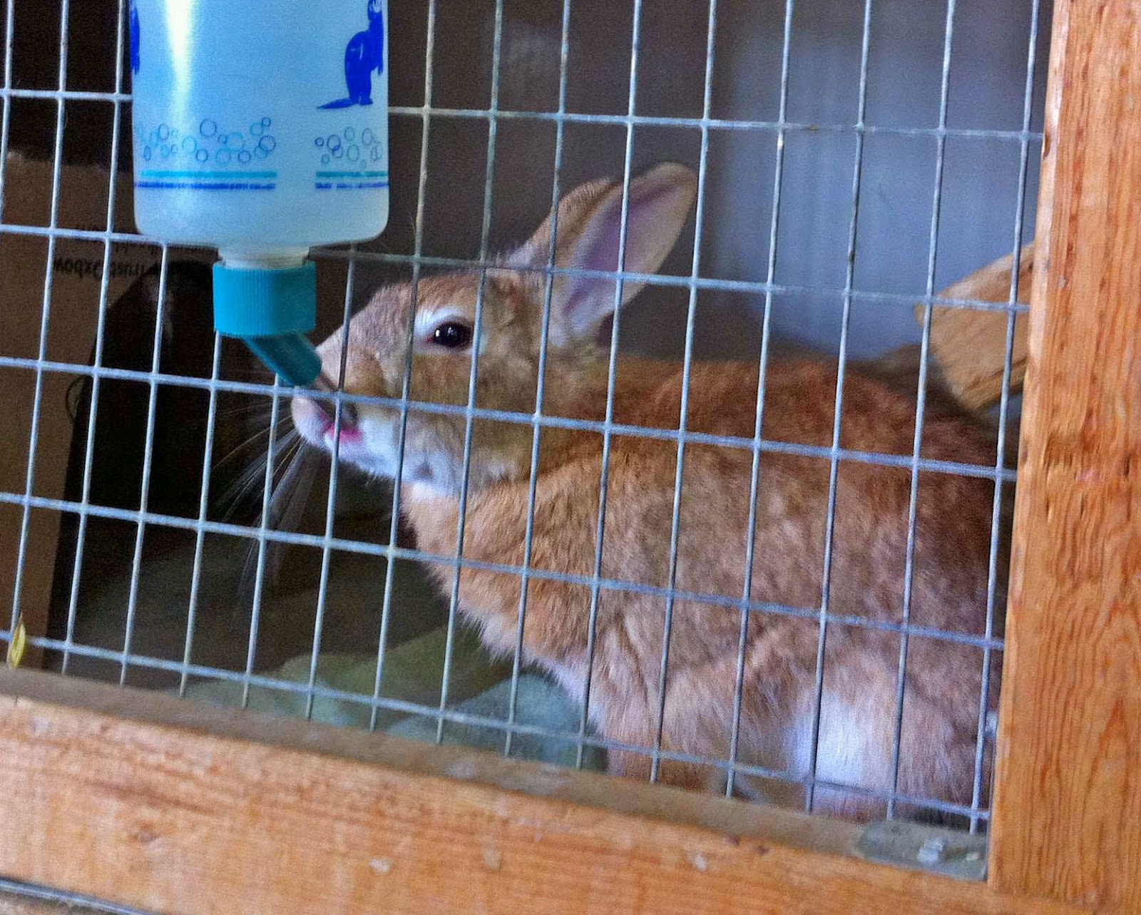 Counterpoint Rabbit Rescue