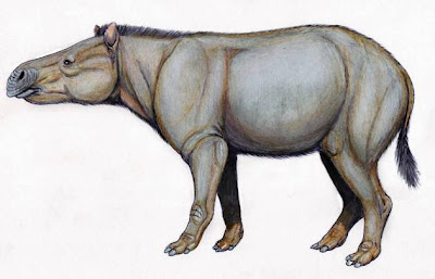 Perissodactyla fosil Eotitanops