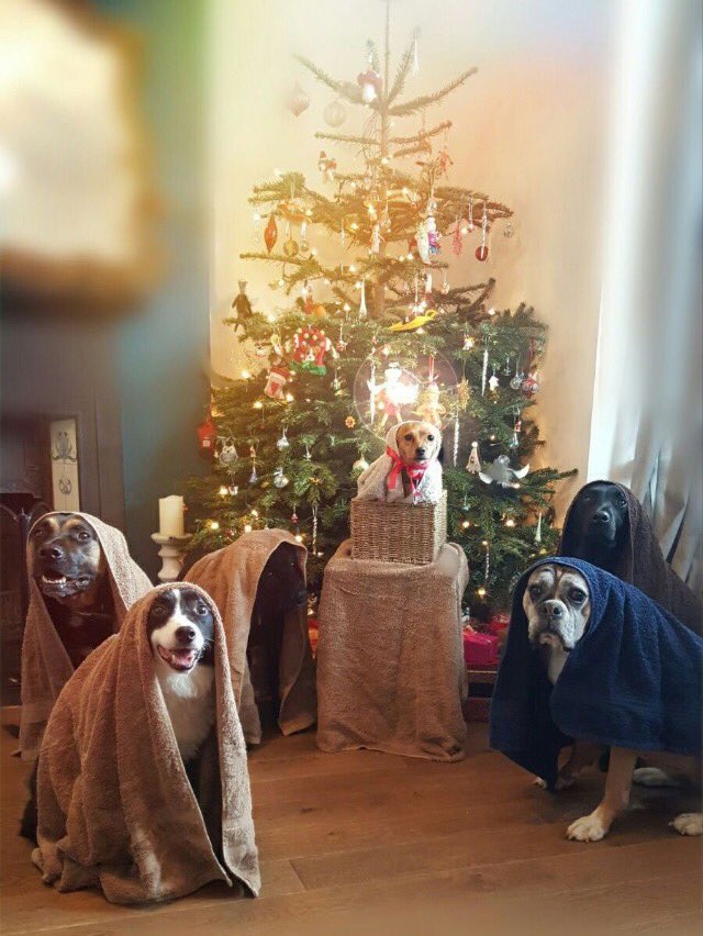 Dueling dog nativity scenes for your Christmas Eve Bob's Blitz