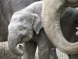 The cutest baby elephant calf ever 