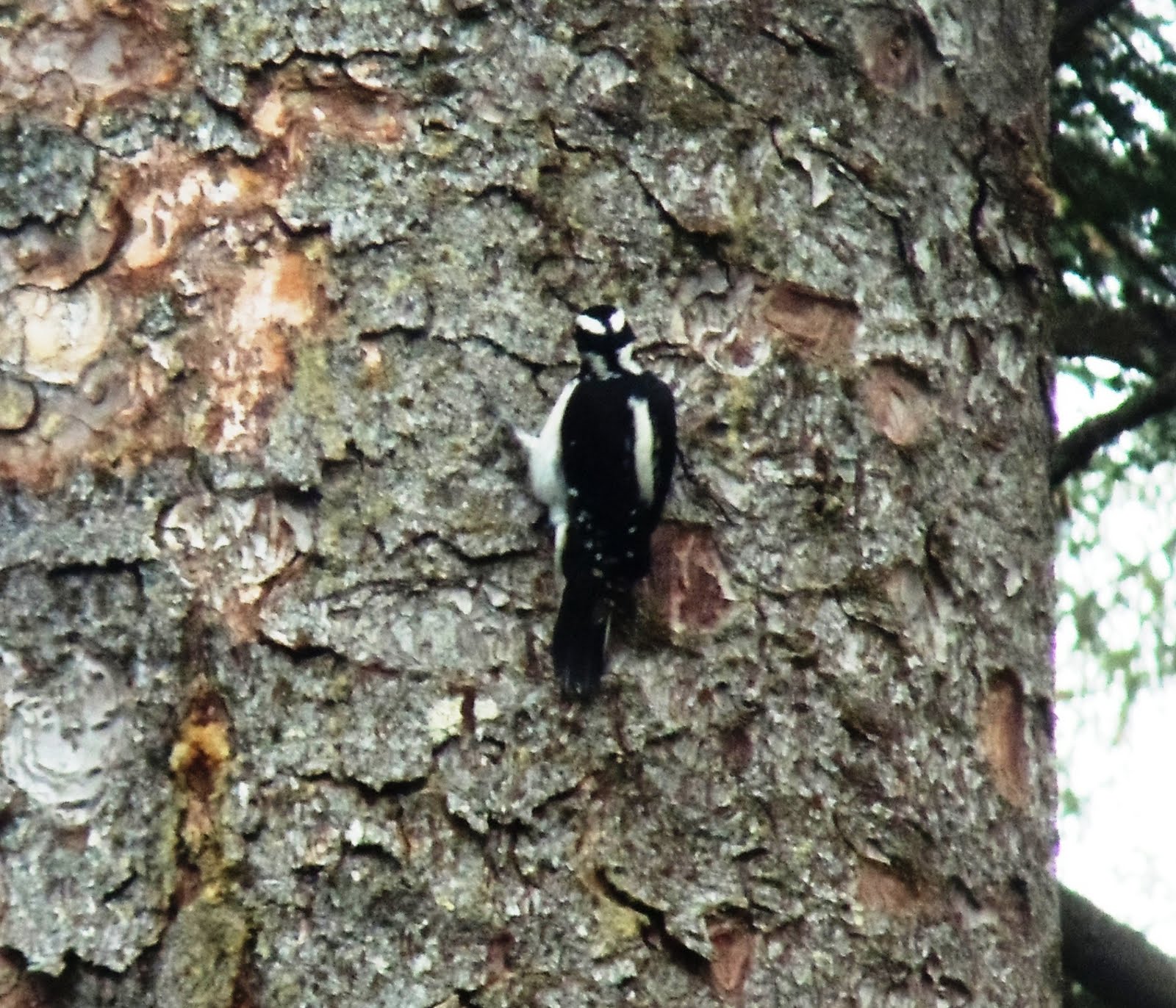 Sandra's Alaska Photography: May 9, 2011: Woodpeckers mean spring is