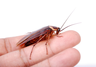 Antibiotik paling kuat dan tahan lama kemungkinan berasal dari kecoa Antibiotik paling kuat dan tahan lama kemungkinan berasal dari kecoa