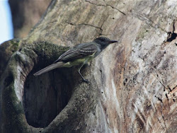 preserving bird skins for fly tying 10
