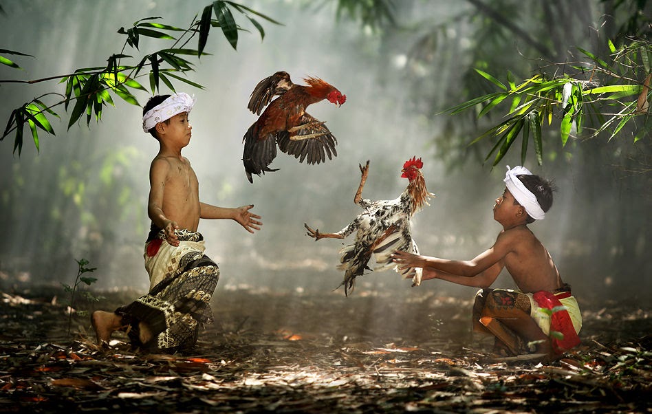 Banco de Imágenes Gratis: Pelea de gallos en Indonesia - Cockfight