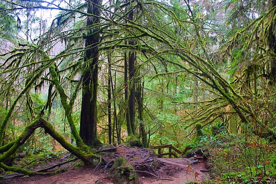 21. Rain Forest, Lynn Canyon, British Columbia - 22 Mysterious Forests I’d Love To Get Lost In